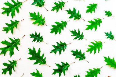 Arka plan sonbahar meşe yaprakları. Sonbahar arka plan.