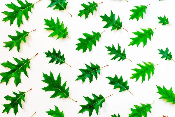 Arka plan sonbahar meşe yaprakları. Sonbahar arka plan.