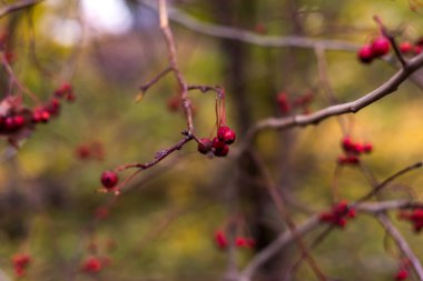 üvez meyveleri düşmek. Doğa arka plan. Seçici odak.
