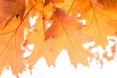 sonbahar arka plan meşe yaprakları, seçici odak, kavram sonbahar, düşler, hayalcilik