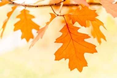 sonbahar arka plan meşe yaprakları, seçici odak