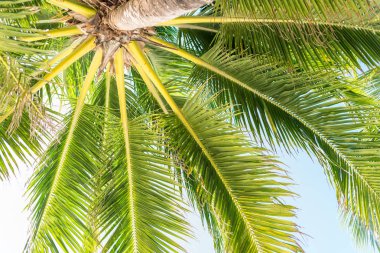 Hindistan cevizi palmiye ağacı üzerinde sky, tropikal arka plan,