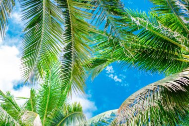 Palmiye ağaçları mavi gökyüzü, tropikal arka plan karşı