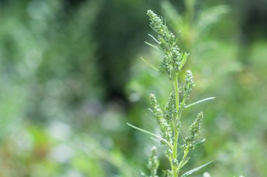 Vahşi Rus ot ot arka plan