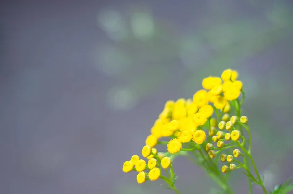 Gelbe Stiefmütterchenblüten tanacetum vulgare, Gemeines Stiefmütterchen, Bitterknopf, Kuhbitter oder goldene Knöpfe auf der grünen Sommerwiese. Wildblumen. — Stockfoto