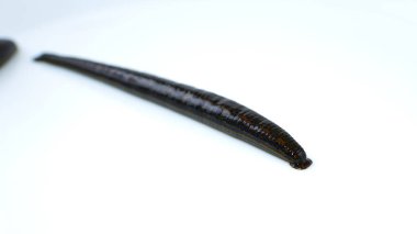 hirudoterapi, beyaz arka plan üzerinde tıbbi sülük