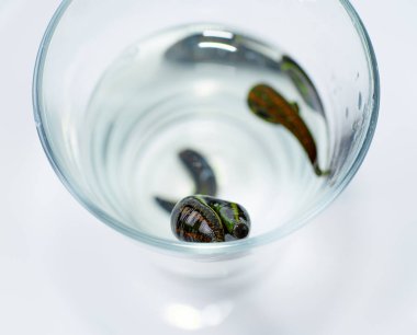 Hiroterapi. Tıbbi sülükler sudaki bardakta.