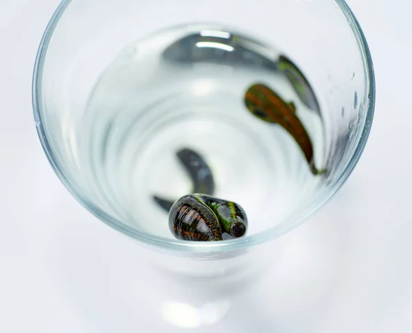Hirudoterápia. orvosi piócák egy pohár vízben — Stock Fotó