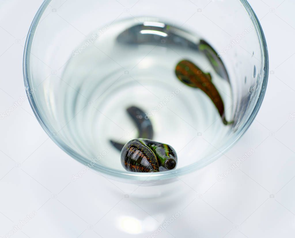 Hirudotherapy. medical leeches in a glass in water