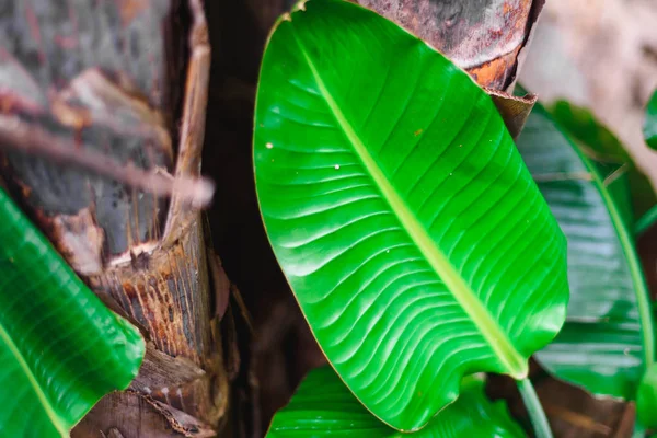 tropical leaf background, selective focus, green colorNature concept