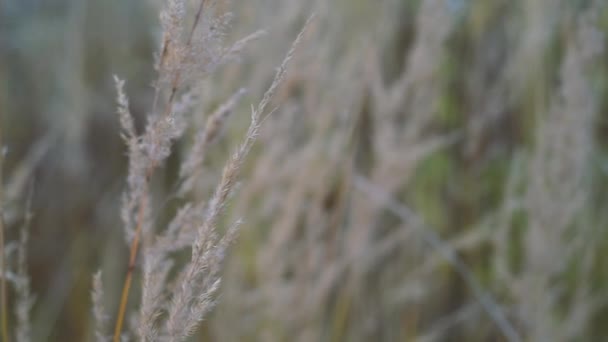 Sullo sfondo astratto, l'erba selvaggia ondeggia nel vento. Colore oro, movimento lento. — Video Stock