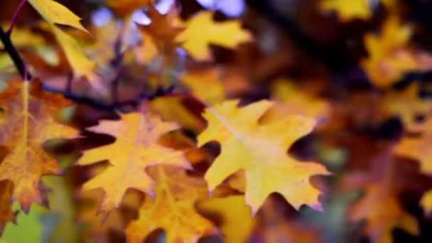 オークの葉から秋の気分の背景。秋の葉は風から動き、閉じて、選択的な焦点スローモーション — ストック動画