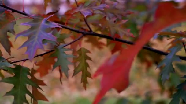 Hösten lämnar bakgrunden. Gulaktiga eklöv rör sig långsamt från vinden mitt i solljuset — Stockvideo