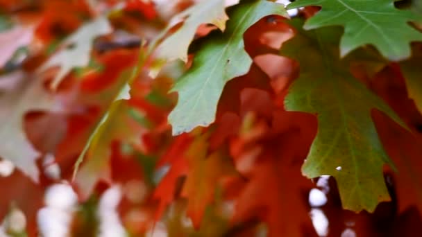 Autunno lascia sfondo. Foglie di quercia ingiallita si muovono lentamente dal vento tra la luce del sole — Video Stock