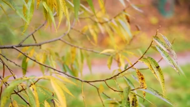 형형색색의 잎 들에서 나오는 가을의 분위기 배경. 가을 잎은 바람에서 이동, 폐쇄, 선택적 인 초점 슬로우 모션 — 비디오