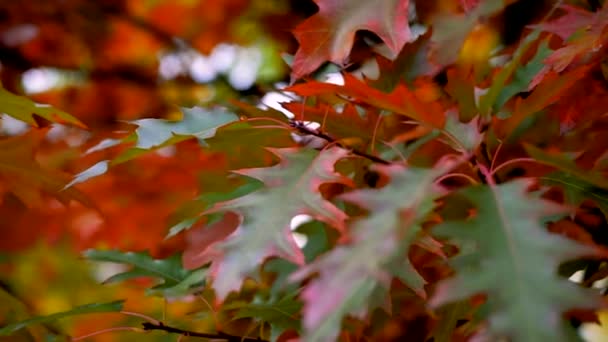 Herbststimmung im Hintergrund aus bunten Blättern. Herbstblätter bewegen sich vom Wind, Nahaufnahme, selektiver Fokus Zeitlupe — Stockvideo