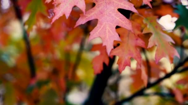 Herfst stemming achtergrond van eiken bladeren. Herfst bladeren bewegen uit de wind, close-up, selectieve focus Slow motion — Stockvideo