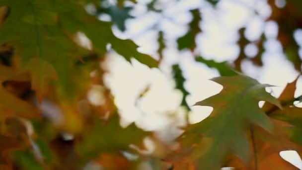 형형색색의 잎 들에서 나오는 가을의 분위기 배경. 가을 잎은 바람에서 이동, 폐쇄, 선택적 인 초점 슬로우 모션 — 비디오