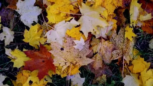 가을 잎을 배경으로 하여 땅에서 천천히 움직 인다. 가을 기분 개념 — 비디오