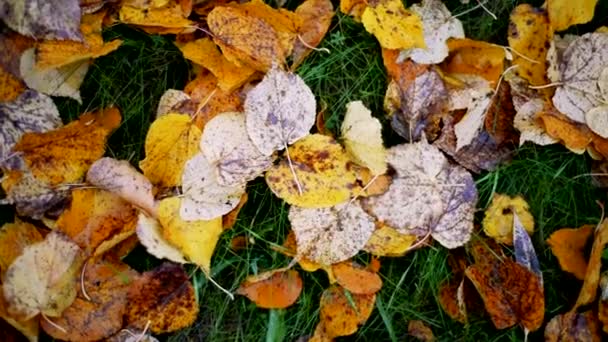 Background from autumn leaves on the ground, slow motion. Autumn mood concept — Stock Video