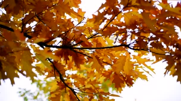 Bunte, goldene Ahornblätter in herbstlicher Zeitlupe. Herbststimmung. Hintergrund Herbst — Stockvideo