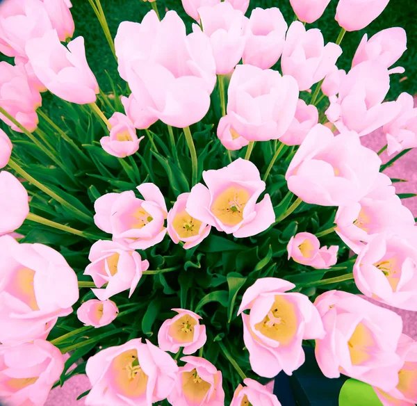 Pink tulips on blurred background, close up. Spring flowers in the garden with bokeh effect for floral wallpaper, flyers, banners, poster or holiday card. — Stock Photo, Image