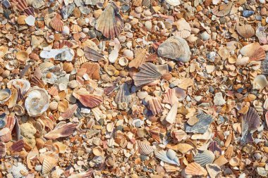 çok renkli kabukların arkaplanı, üst görünüm