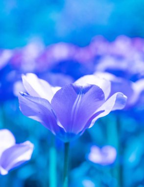 Plant in phantom blue color, spring tulip blooms in the garden, romantic and dreamy mood