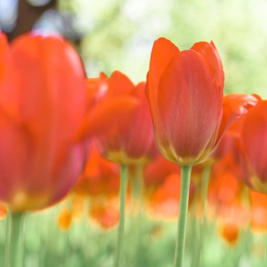 Bahçede bahar lalesi açar, romantik ve rüya gibi bir ruh hali, yemyeşil lav ve su rengi, gençlik ve büyüme kavramı.