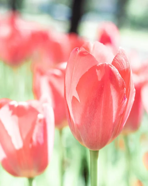 Piękne tło koralowych tulipanów rosnących w ogrodzie — Zdjęcie stockowe