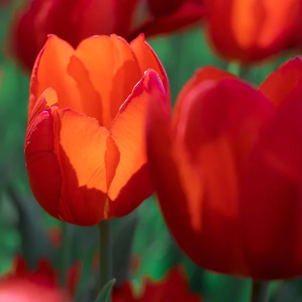 Piękne tło tulipanów rosnących w ogrodzie — Zdjęcie stockowe