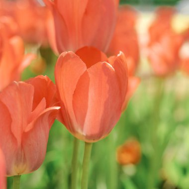 Bahçede bahar lalesi açar, romantik ve rüya gibi bir ruh hali, yemyeşil lav ve su rengi, gençlik ve büyüme kavramı.