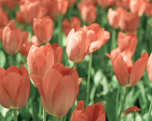 Wiosenne Kwiaty Tulipanów Ogrodzie Romantyczny Senny Nastrój Bujna Lawa Aqua — Zdjęcie stockowe