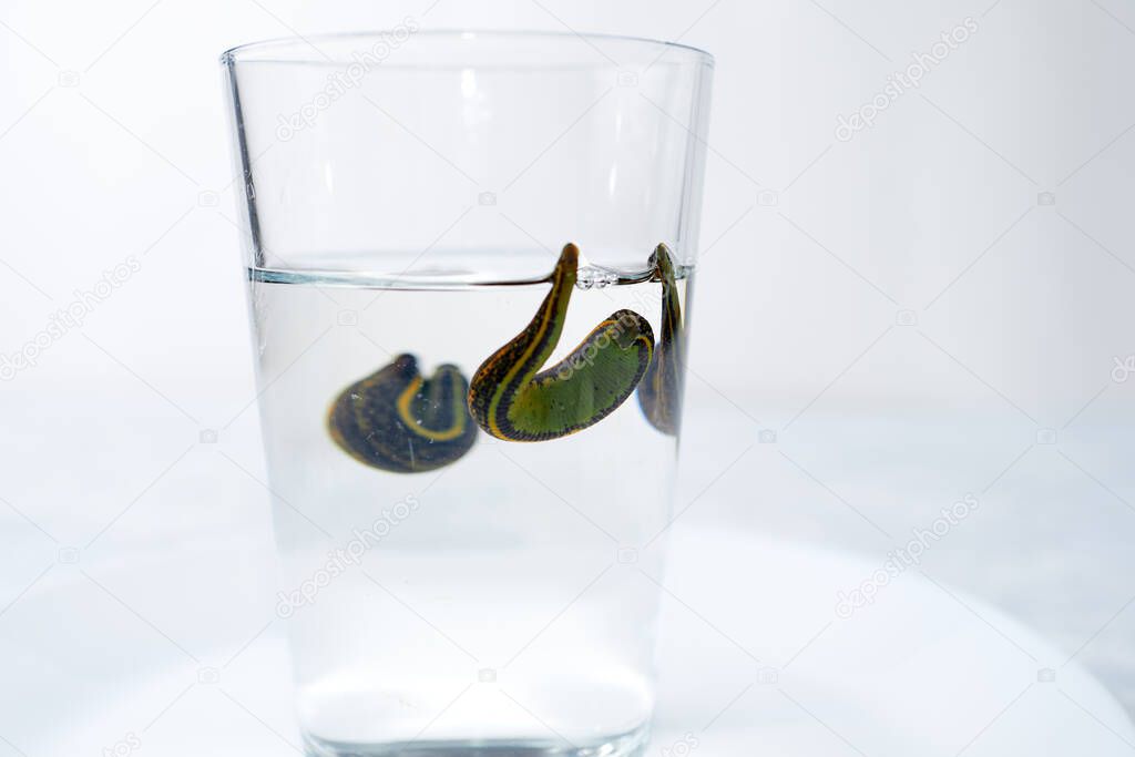 Hirudotherapy. Medical leeches in water before therapy