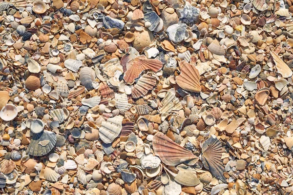 Морские Раковины Песке Качестве Фона — стоковое фото