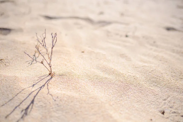 background from a desert landscape, desert, branch