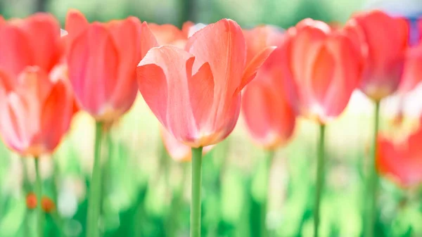 Wiosenne Kwiaty Tulipanów Ogrodzie Romantyczny Senny Nastrój Bujna Lawa Aqua — Zdjęcie stockowe