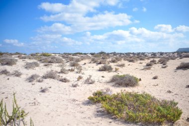 Çölde yeşil çekim - ters koşullarda büyümek için kavramsal fotoğraf