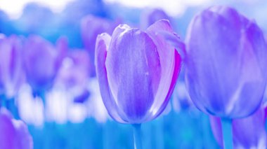 abstract background of tulips in colors aqua menton and lash lava, concept color of the year 2020