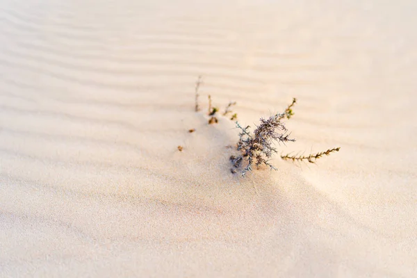 Zöld Hajtás Sivatagban Koncepcionális Fotó Növekedéshez Kedvezőtlen Körülmények Között — Stock Fotó