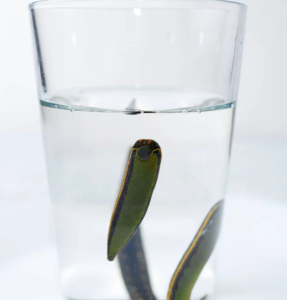 Hirudotherapy. Medical leeches in water before therapy