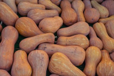 balkabağı deseni, sonbahar arkaplanı, hasat konsepti, üst görünüm