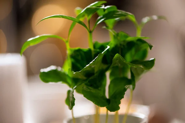 Декоративное кофейное растение в кастрюле, избирательный фокус — стоковое фото