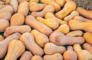 balkabağı deseni, sonbahar arkaplanı, hasat konsepti, üst görünüm