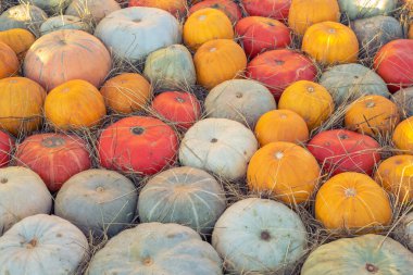 balkabağı deseni, sonbahar arkaplanı, hasat konsepti, üst görünüm