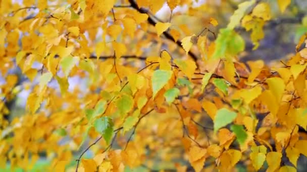 Fond d'automne. Au ralenti. L'automne laisse la vague sur le vent sur le fond du ciel bleu.