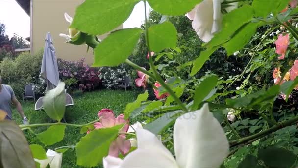 Man Knippende bud van roos in de tuin — Stockvideo