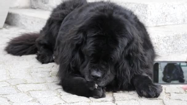 Big black dog being photographed with smartphone — Stock Video