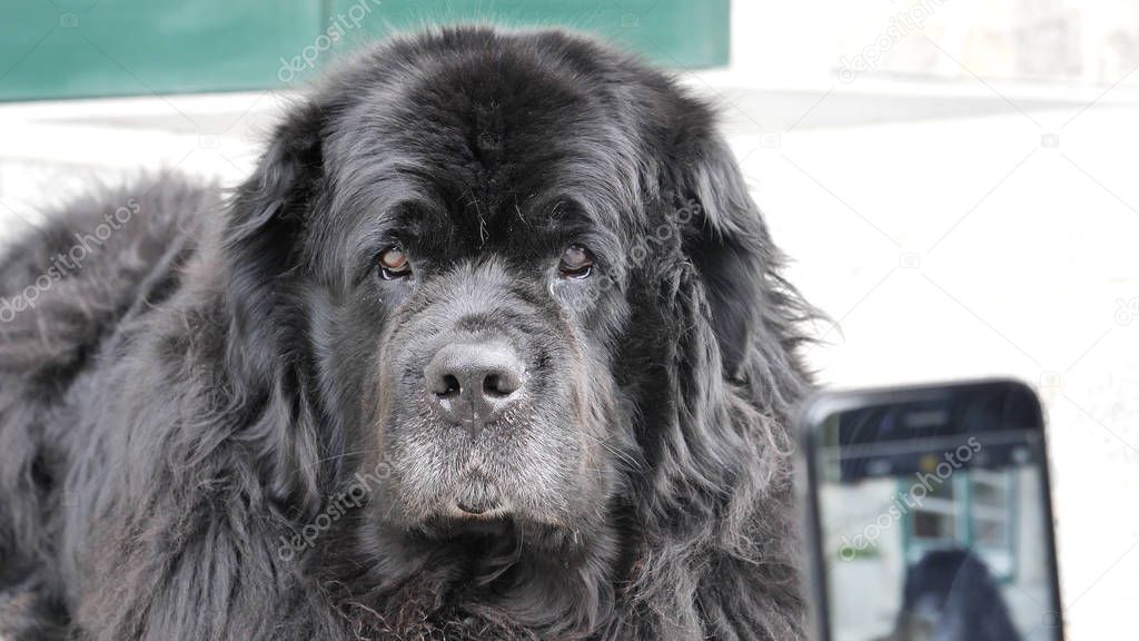 Big black dog being photographed with smartphone