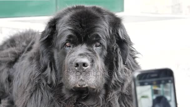 Big black dog being photographed with smartphone — Stock Video